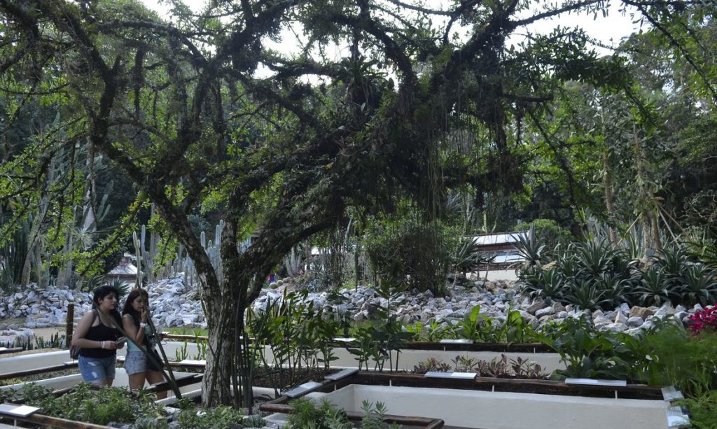 jardim-botanico-do-rio-inaugura-servico-de-visita-guiada-em-carrinho