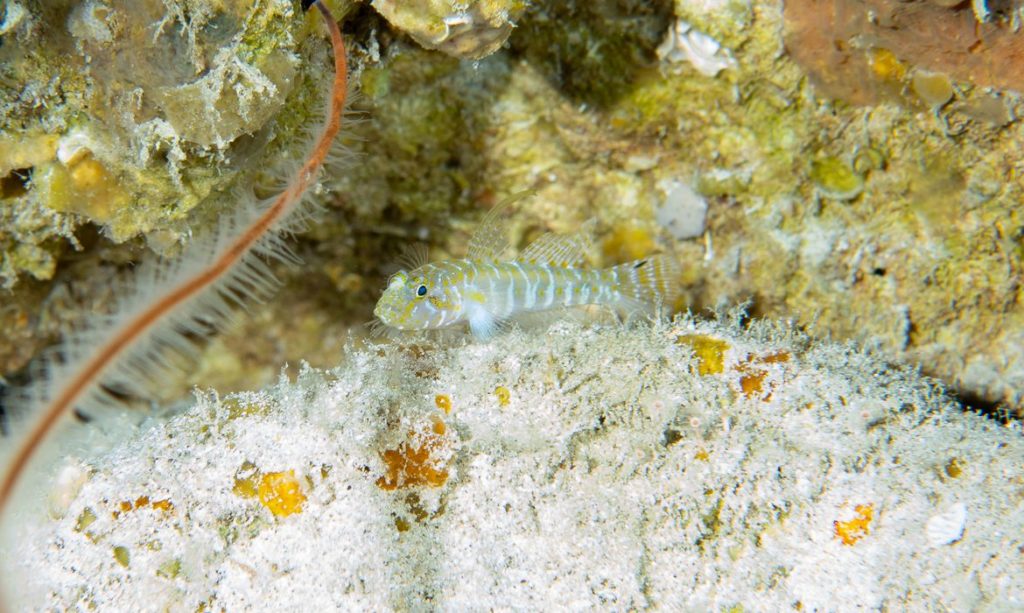 cientistas-descobrem-4-novas-especies-de-peixes-em-fernando-de-noronha