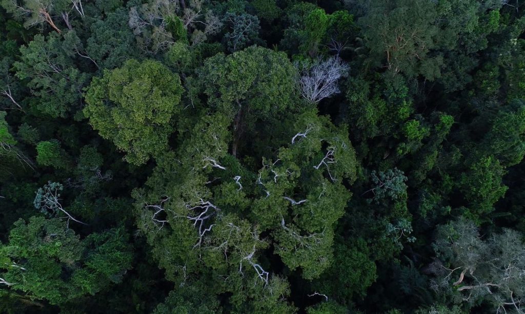 desmatamento-na-amazonia-tem-queda-de-70%-em-janeiro,-diz-governo