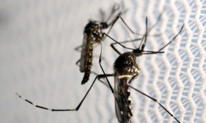 acordo-preve-“fabrica-de-mosquito”-para-combate-a-dengue-em-brumadinho