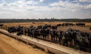 abate-de-bovinos-tem-queda-de-8,5%,-anuncia-o-ibge