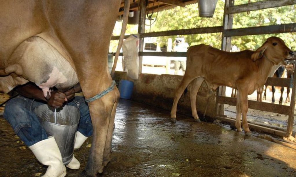 cmn-limita-a-6%-ao-ano-taxa-de-financiamento-a-produtores-de-leite