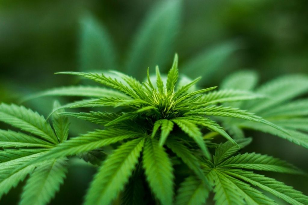 Cannabis como a erva passou de proibida a queridinha no mercado financeiro