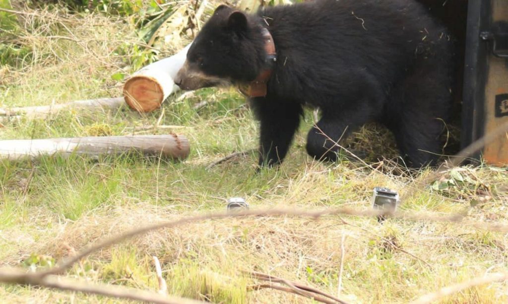 ursa-andina-e-devolvida-a-natureza