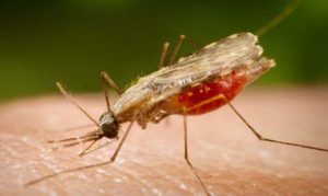malaria:-casos-no-brasil-estao-em-queda,-afirma-infectologista