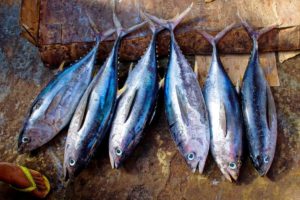 Peixes têm quantidade limitada para captura em 2024