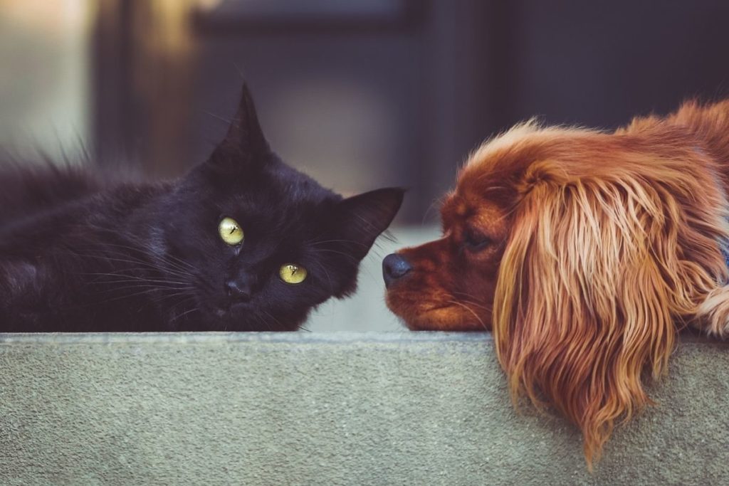 Fiocruz identifica cão e gato com anticorpos contra novo coronavírus