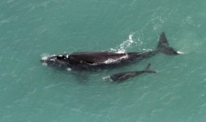 baleia-franca nascida-no-brasil-e-vista nas ilhas georgia-do-sul