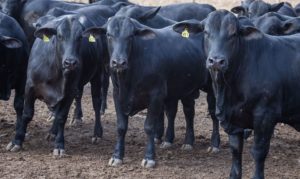 abate-de-bovinos-cai-10,3%-no-primeiro-trimestre-do-ano