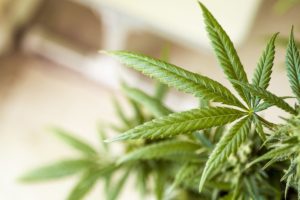 anvisa-aprova-mais-um-produto-medicinal-a-base-de-cannabis