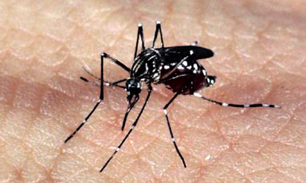 casos-de-dengue-caem-80%-no-df-em-2021