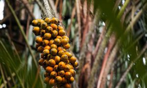 fruto-da-amazonia-pode-substituir-oleo-de-palma