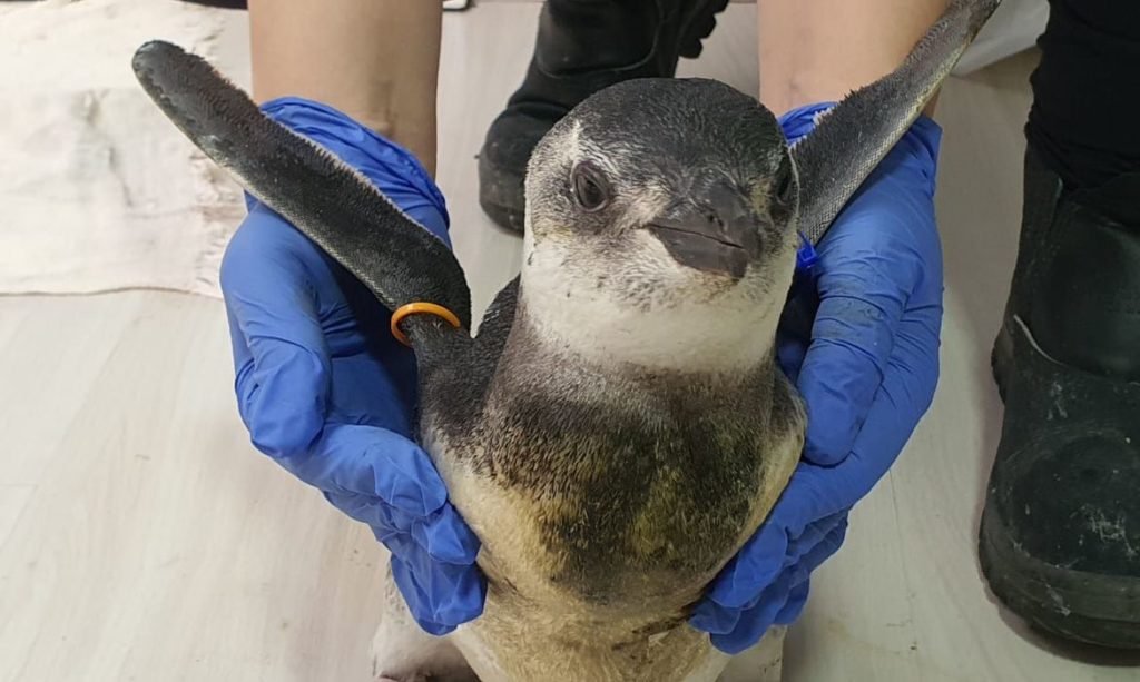 comeca-temporada-2021-de-pinguins-na-costa-das-regioes-sul-e-sudeste
