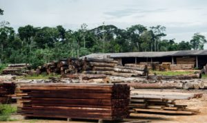 classificacao-de-madeira-pode-beneficiar-consumidor,-diz-ministerio