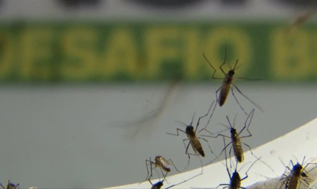 casos-de-dengue-em-sao-paulo-sao-o-triplo-de-2020