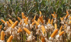 governo-autoriza-conab-a-comprar-milho-para-pequenos-produtores