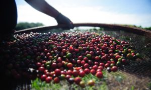 quebra-da-safra-e-exportacoes-devem-elevar-o-preco-do-cafe-em-ate-40%