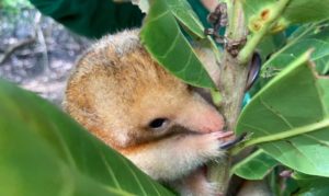 pesquisadores-brasileiros-conseguem-coletar-semen-de-tamandua-raro