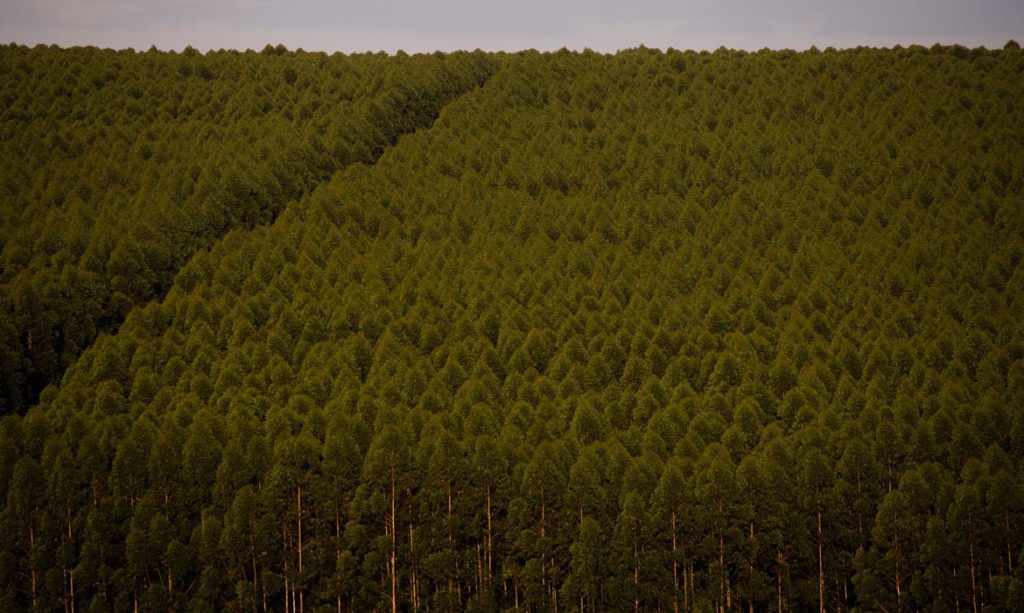 florestas-plantadas-no-brasil-somam-9,3-milhoes-de-hectares-em-2020