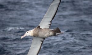 albatroz-gigante-esta-presente-durante-todo-o-ano-em-mares-brasileiros