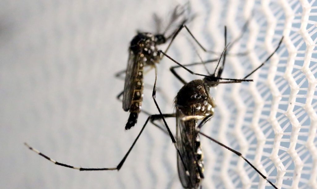 ministerio-lanca-campanha-de-combate-ao-mosquito-da-dengue
