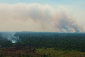 Brasil planeja remunerar quem preserva e recupera florestas