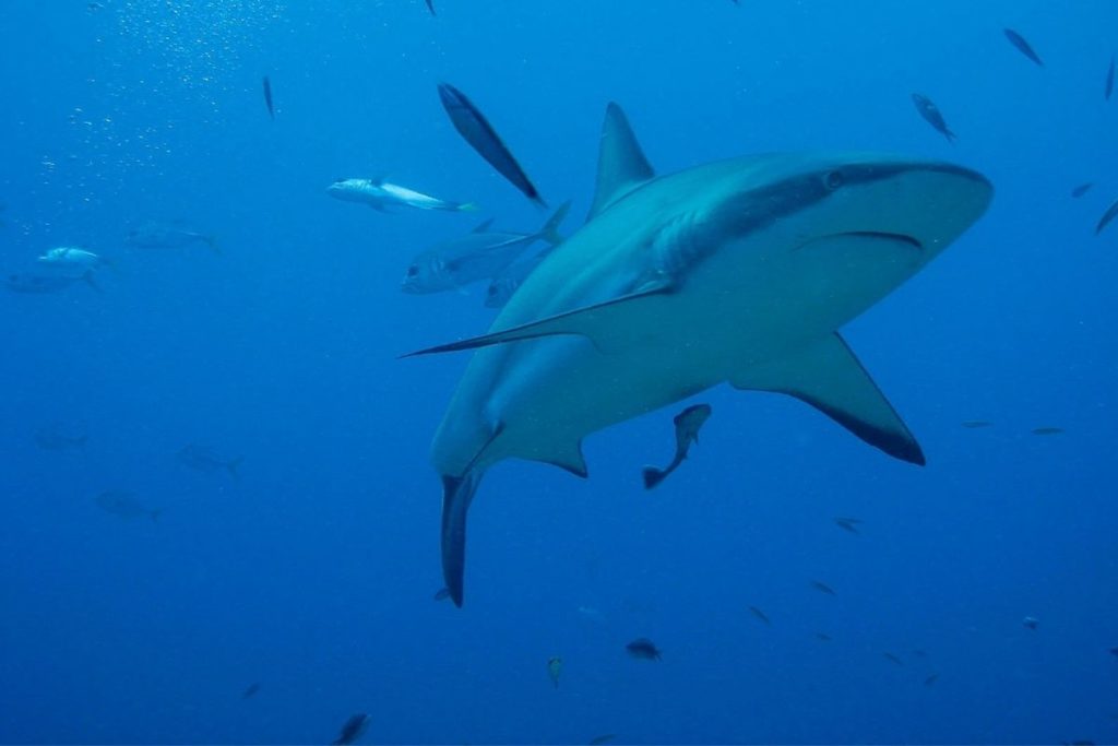 Ambientalistas denunciam recompensa por caça a tubarões em Ubatuba, litoral de SP