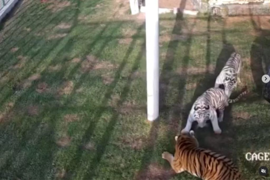 Gata sobrevive após ser atacada por 3 tigres da princesa de Dubai