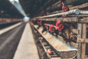Gripe aviária se espalha por Europa e Ásia e preocupa indústria avícola