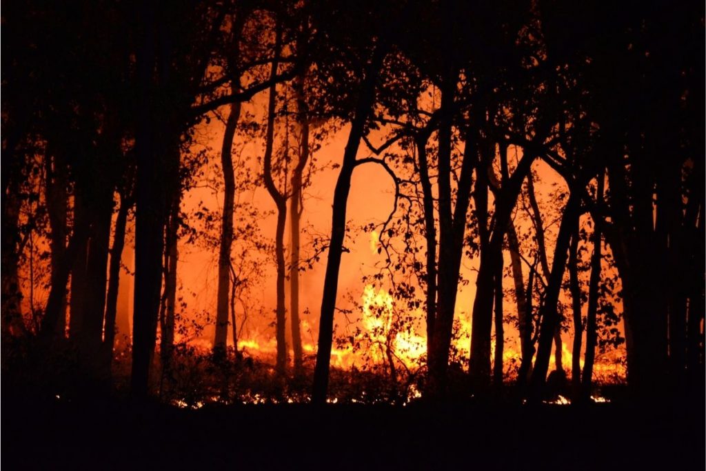 amazonas-registra-terceiro-pior-ano-de-queimadas-em-2021
