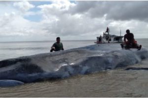 Baleia encalha e morre em praia do arquipélago do Marajó (PA)