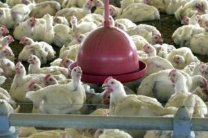 Brasil conquista mercado de carne de aves no Lesoto
