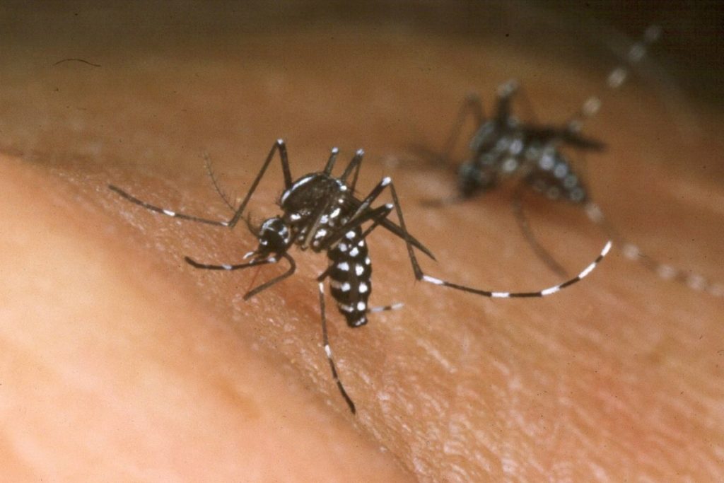 rio-alerta-prevenção-à-dengue-no-verão
