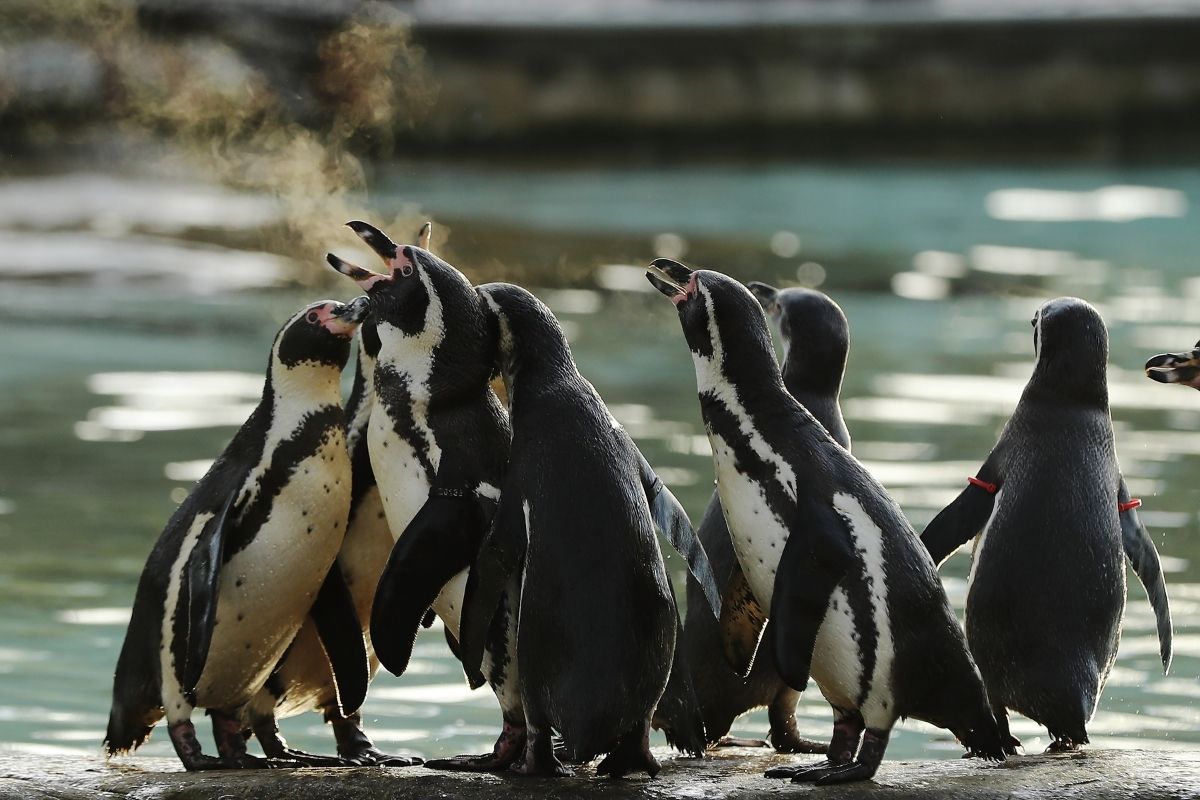 Dono de campo esmagou 140 ninhos de pinguins e eletrocutou espécimes adultos