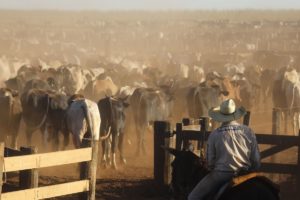 Carne bovina e produtos lácteos do Brasil têm novos mercados no Exterior