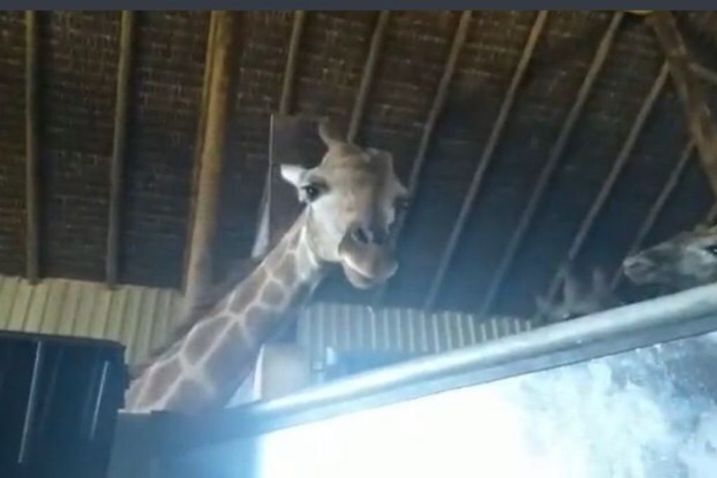 mpf-e-ibama-recomendam-devolver-a-africa-do-sul-girafas-importadas-ao-rj