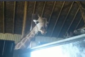 mpf-e-ibama-recomendam-devolver-a-africa-do-sul-girafas-importadas-ao-rj