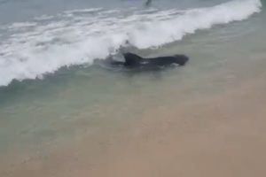 Tubarão é visto nadando próximo à faixa de areia no Rio de Janeiro