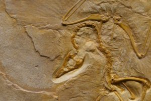 belgica-devolvera-fossil-brasileiro-encontrado-no-ceara