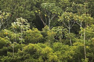 nova-especie-de-palmeira-e-descoberta-na-amazonia