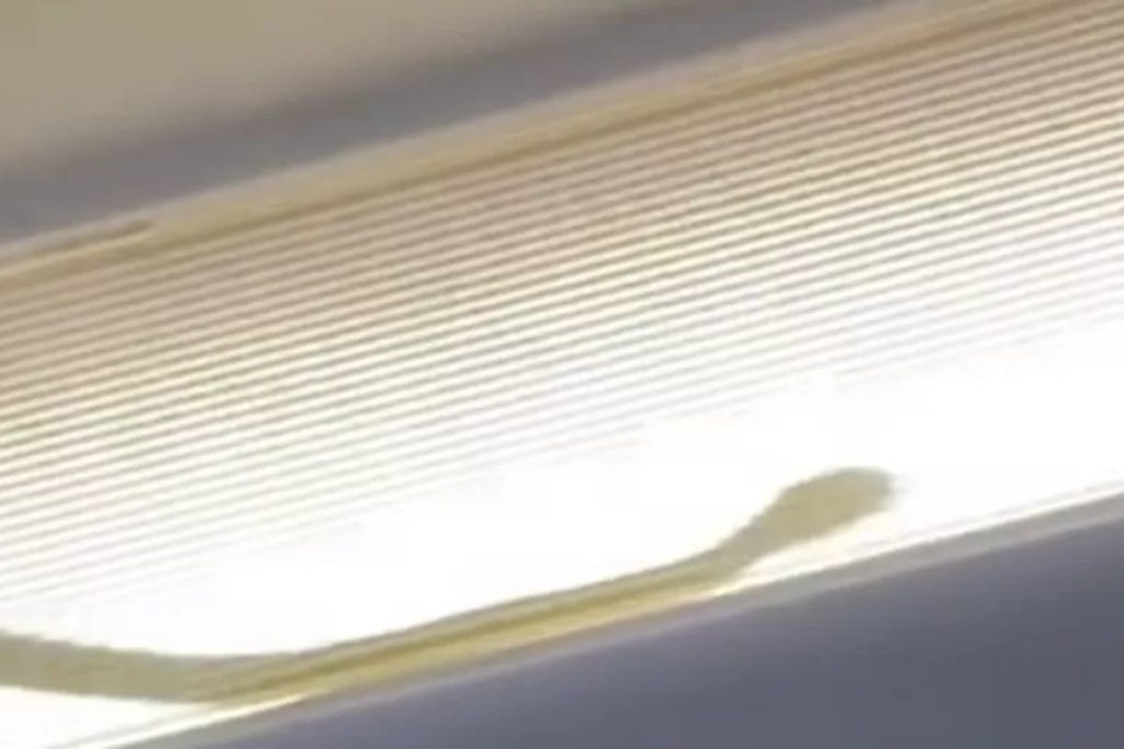 Voo da AirAsia é obrigado a desviar rota após aparição de cobra dentro do avião