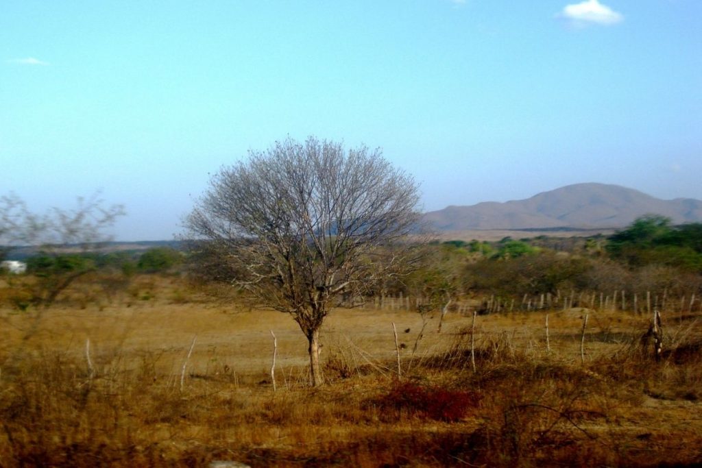 Caatinga ocupa cerca de 11% do território brasileiro