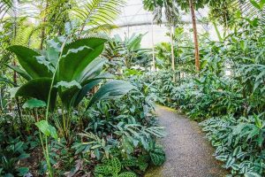 evento-no-jardim-botanico-do-rio-destaca-importancia-da-caatinga