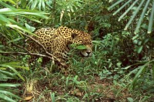 Duas onças e outros 18 animais foram envenenados no Pantanal, diz PF
