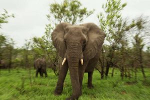santuario-de-elefantes-brasil-em-mt-recebe-duas-elefantas-asiaticas