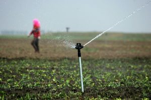 Fundo de investimento vence leilão de projeto público de irrigação