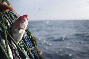 Mais de 12 mil licenças de pescadores profissionais são suspensas