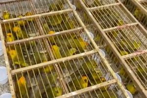 Homem é detido transportando 300 pássaros em três malas