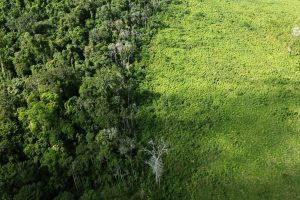 amazonia-legal-tem-o-maior-desmatamento-em-15-anos-aponta-pesquisa