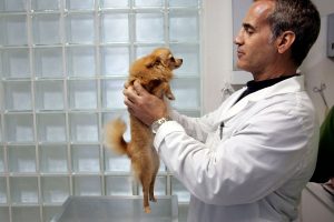 Cachorro é diagnosticado com varíola dos macacos em MG